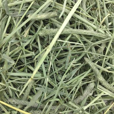 Show full view: Oxbow Animal Health Harvest Hay Stacks Western Timothy Hay with Chamomile All Natural Hay for Rabbits, Guinea Pigs, Chinchillas, Hamsters & Gerbils, 35-oz. slide 9 of 11