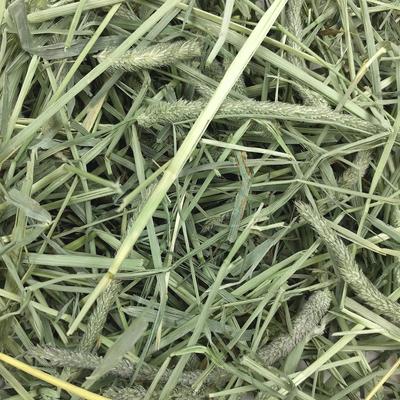 Show full view: Oxbow Animal Health Western Timothy Hay All Natural Hay for Rabbits, Guinea Pigs, Chinchillas, Hamsters & Gerbils + Pure Comfort Small Animal Bedding, White slide 5 of 9