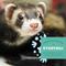 Show in main carousel: Oxbow Animal Healthy Essentials Natural Pellets Ferret Food, 4-lb bag slide 5 of 8