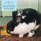 Show in main carousel: Oxbow Enriched Life Celebration Cake Small Animal Toy slide 4 of 10