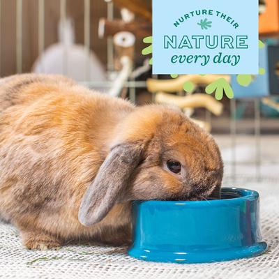 Show full view: Oxbow Enriched Life Forage Small Animal Bowl, Large slide 4 of 10