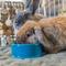 Show in main carousel: Oxbow Enriched Life Forage Small Animal Bowl, Large slide 8 of 10