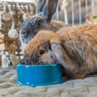Show full view: Oxbow Enriched Life Forage Small Animal Bowl, Large slide 8 of 10