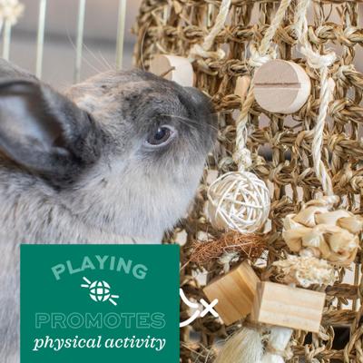 Show full view: Oxbow Enriched Life The Treat House Small Animal Toy slide 9 of 10