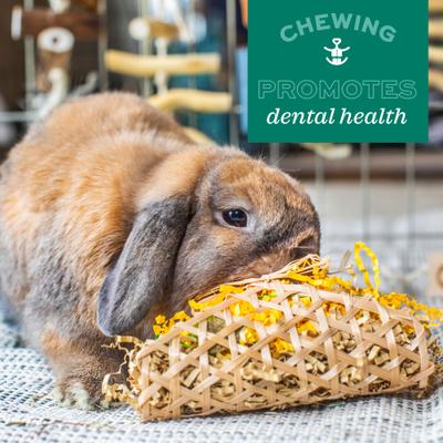 Show full view: Oxbow Enriched Life Timothy Carrot Lollipop Small Pet Chew Toy slide 6 of 9