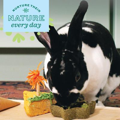 Show full view: Oxbow Enriched Life Timothy Star Dish Small Animal Toy slide 4 of 10