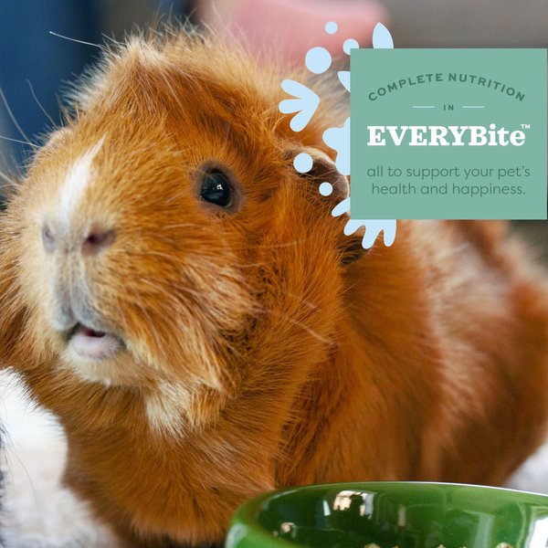 Show full view: Oxbow Essentials Cavy Cuisine Adult Guinea Pig Food, 25-lb bag slide 3 of 11
