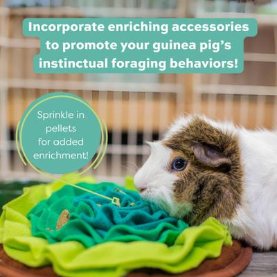 Show full view: Oxbow Essentials Cavy Cuisine Adult Guinea Pig Food, 5-lb bag slide 8 of 11