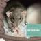 Show in main carousel: Oxbow Essentials Regal Rat Adult Rat Food, 20-lb bag slide 3 of 10