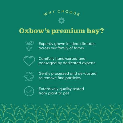 Show full view: Oxbow Oat Hay Small Animal Food, 15-oz bag slide 6 of 11