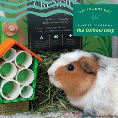 Show full view: Oxbow Prime Cut Hearty & Crunchy Timothy Hay Small Pet Food, 20-oz bag slide 8 of 11