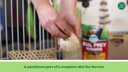 Show full view: Oxbow Real Prey Rewards Crunchy & Chewy Turkey Ferret Treats, 3-oz slide 9 of 11