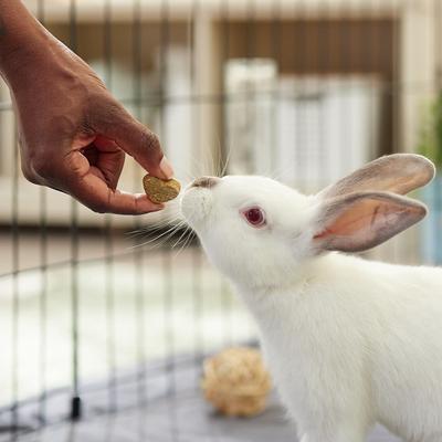 Show full view: Oxbow Simple Rewards Oven Baked with Apple & Banana Small Animal Treats, 3-oz bag, bundle of 3 slide 3 of 4