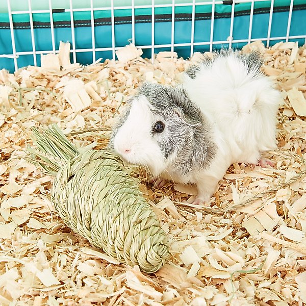 Show full view: Oxbow Timothy Club Carrot Small Animal Treat slide 4 of 6