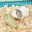 Show in main carousel: Oxbow Timothy Club Carrot Small Animal Treat slide 4 of 6