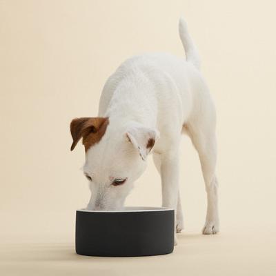 Show full view: PAIKKA Cooling Ceramic Dog & Cat Bowl, Black, 3.38-cup slide 3 of 3
