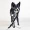 Show in main carousel: PAIKKA Reflective Visibility Dog Leash, Dark Grey, 2x180-cm slide 1 of 4