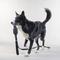 Show in main carousel: PAIKKA Reflective Visibility Dog Leash, Dark Grey, 2x180-cm slide 2 of 4