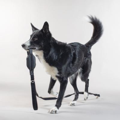 Show full view: PAIKKA Reflective Visibility Dog Leash, Dark Grey, 2x180-cm slide 2 of 4