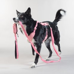 PAIKKA Reflective Visibility Dog Leash, Pink, 1.5x180-cm
