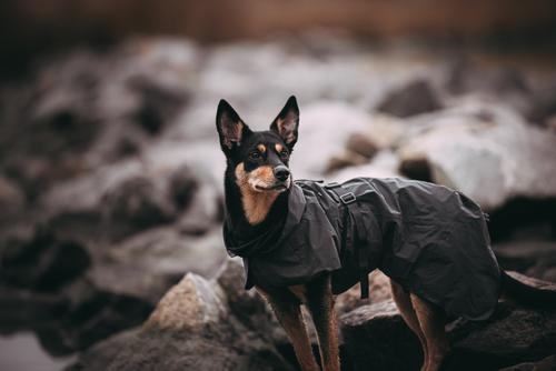 Show full view: PAIKKA Visibility Dog Raincoat, 55 slide 7 of 13