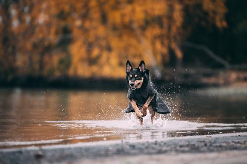 Show full view: PAIKKA Visibility Dog Raincoat, 55 slide 8 of 13