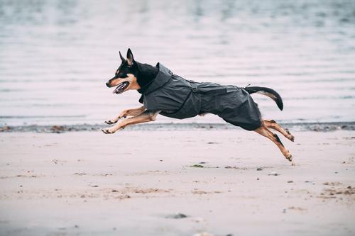 Show full view: PAIKKA Visibility Dog Raincoat, 55 slide 9 of 13