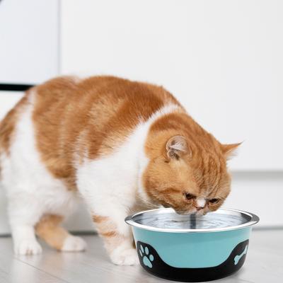 Show full view: Palz&Co ThermoCool Insulated Stainless Steel Dog & Cat Bowl, Blue, 32-oz slide 8 of 8