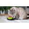 Show in main carousel: Palz&Co ThermoCool Insulated Stainless Steel Dog & Cat Bowl, Green, 8-oz slide 8 of 8