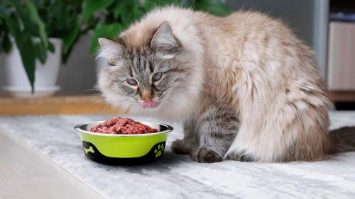 Show full view: Palz&Co ThermoCool Insulated Stainless Steel Dog & Cat Bowl, Green, 8-oz slide 8 of 8