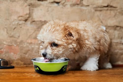 Show full view: Palz&Co ThermoCool Insulated Stainless Steel Dog & Cat Bowl, Green, 8-oz slide 3 of 8