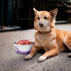 Palz&Co ThermoCool Insulated Stainless Steel Dog & Cat Bowl, Light Purple, 32-oz slide 2 of 8