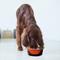 Show in main carousel: Palz&Co ThermoCool Insulated Stainless Steel Dog & Cat Bowl, Orange, 64-oz slide 8 of 8