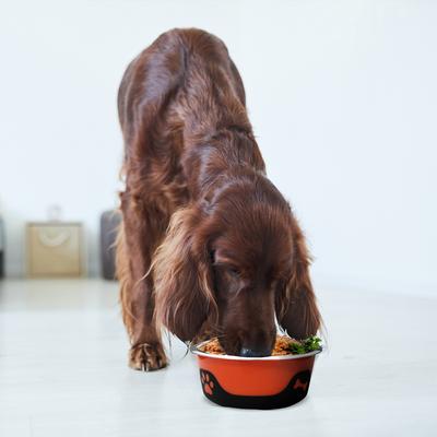 Show full view: Palz&Co ThermoCool Insulated Stainless Steel Dog & Cat Bowl, Orange, 64-oz slide 8 of 8