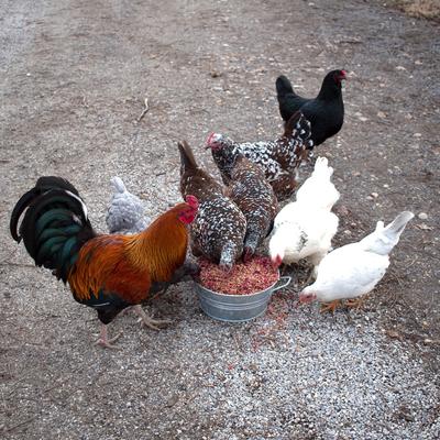 Show full view: Pampered Chicken Mama BEE A Beautiful Hen Chicken Treats, 8-lb bag slide 3 of 8