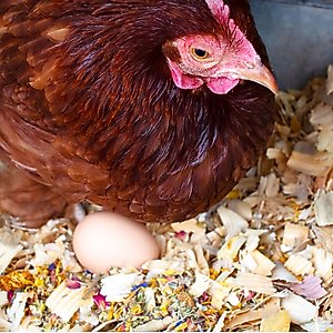 Pampered Chicken Mama Best Eggs Ever Poultry Nesting Box Herbs, 10-oz bag