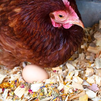 Show full view: Pampered Chicken Mama Best Eggs Ever Poultry Nesting Box Herbs, 10-oz bag slide 3 of 9