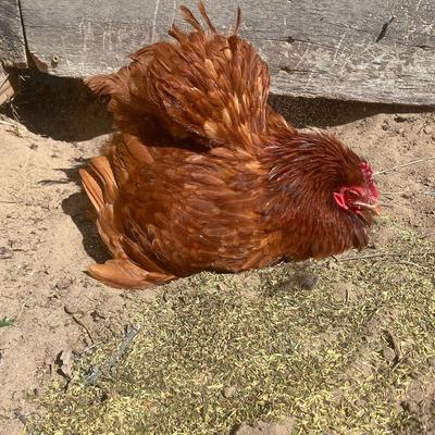 Show full view: Pampered Chicken Mama PestBGone & MitesBGone Poultry Coop Herbs, 2-lb bag slide 2 of 4