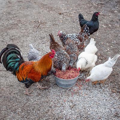 Show full view: Pampered Chicken Mama PowerHen Chicken Treats, 8-lb bag slide 5 of 8