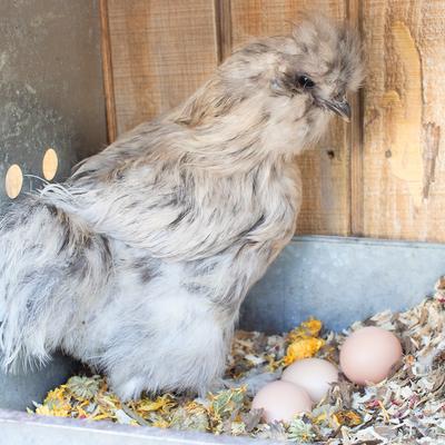 Show full view: Pampered Chicken Mama Scent of Spring Poultry Nesting Box Herbs, 10-oz bag slide 3 of 7