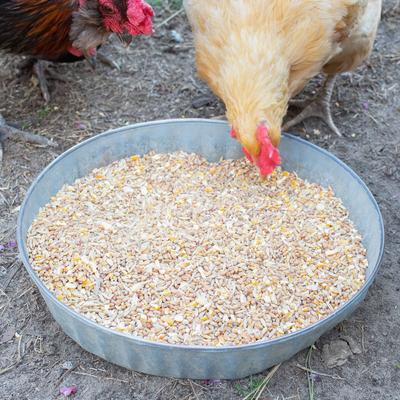 Show full view: Pampered Chicken Mama Scratch Chicken Feed, 10-lb bag slide 3 of 9