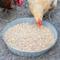Show in main carousel: Pampered Chicken Mama Scratch Chicken Feed, 2.5-lb bag slide 3 of 9