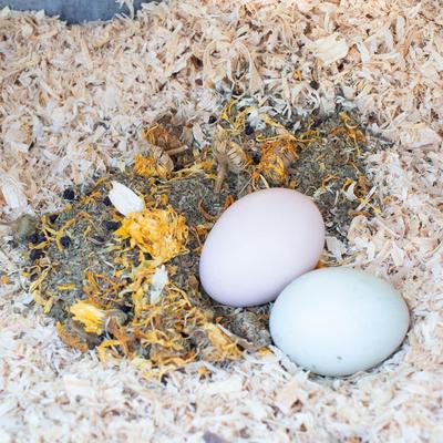 Show full view: Pampered Chicken Mama StrongHen Poultry Nesting Box & Coop Herbs, 10-oz bag slide 6 of 8