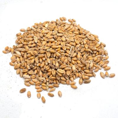 Show full view: Pampered Chicken Mama Wheatgrass Fodder Seeds Chicken Treats, 3-lb bag slide 2 of 6