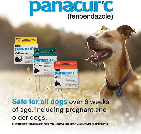 Panacur C Canine Dewormer, 4-g, 3 count