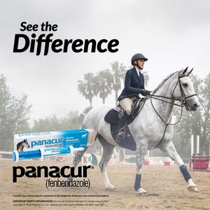 Panacur Fenbendazole 10% Paste Horse Dewormer, 25g, 1 count