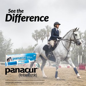 Panacur Fenbendazole 10% Paste Horse Dewormer, 25g, 1 count