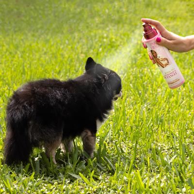 Show full view: Paris Hilton Pet Iconic Pet Deodorize & Detangle Dog Grooming Spray, Apple Blossom Scent, 10-fl oz bottle slide 8 of 11