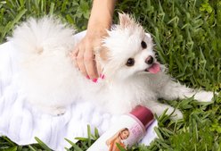 Paris Hilton Pet Iconic Pet Dog Shampoo, Cucumber Melon Scent, 16-fl oz bottle slide 2 of 9