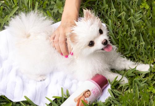 Show full view: Paris Hilton Pet Iconic Pet Dog Shampoo, Cucumber Melon Scent, 16-fl oz bottle slide 8 of 10